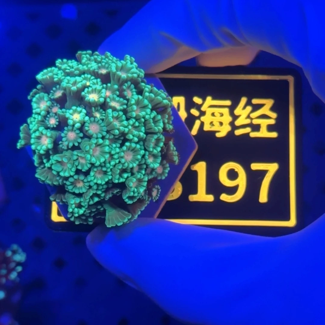 纽扣珊瑚?**子又又不包邮圣诞岛茉莉B197