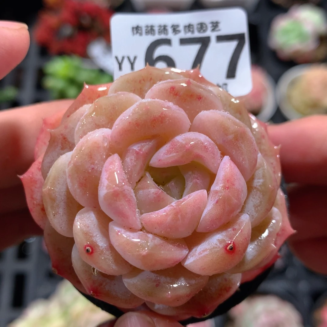 5CM拇指盆精控多肉YY677