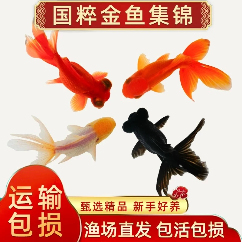 【精品国粹金鱼】6-8厘米8条丹顶红狮黑红龙睛冷水观赏鱼金鱼包邮