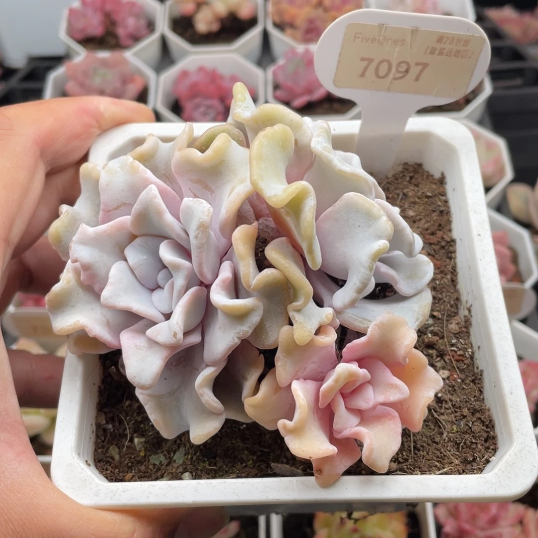 白饺子皮7097-10.5厘米