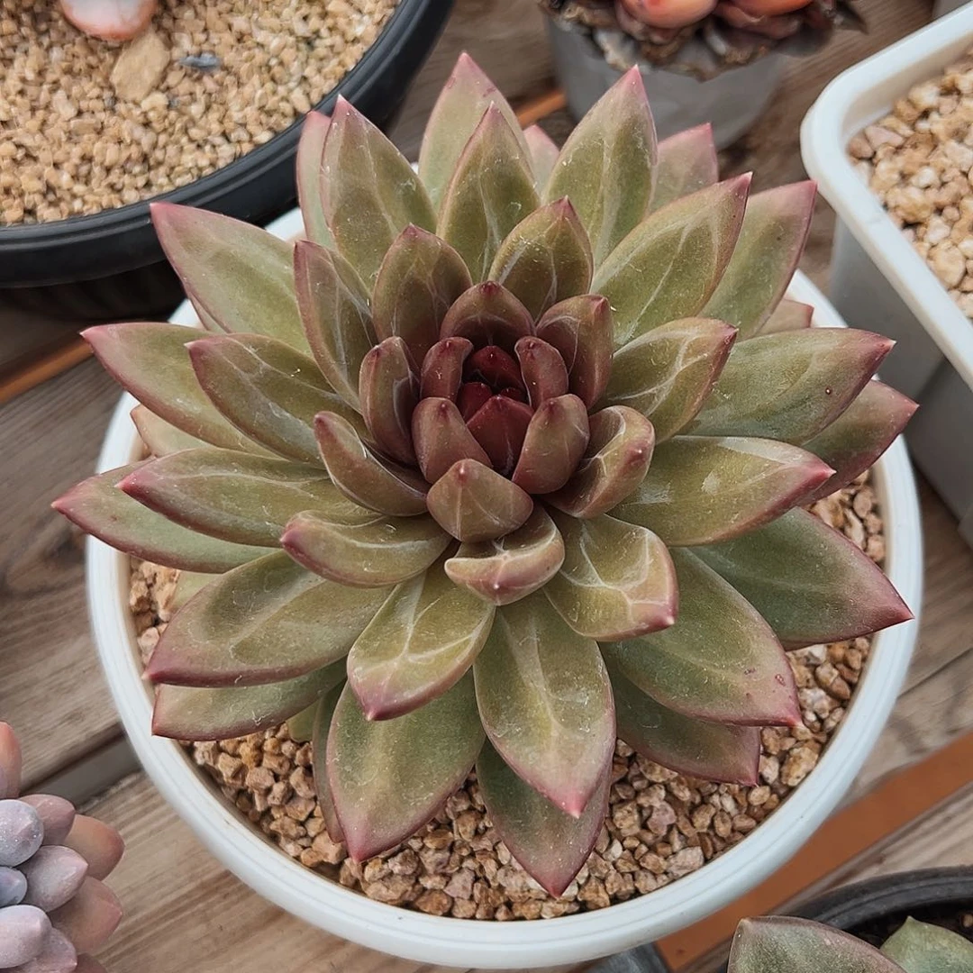 7-18-05精控迷雾泡泡