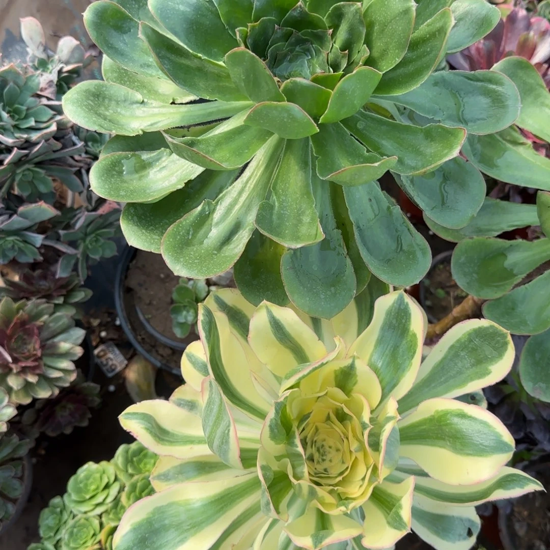 艳姿和艳姿锦两颗一对三年桩包邮断枝不包