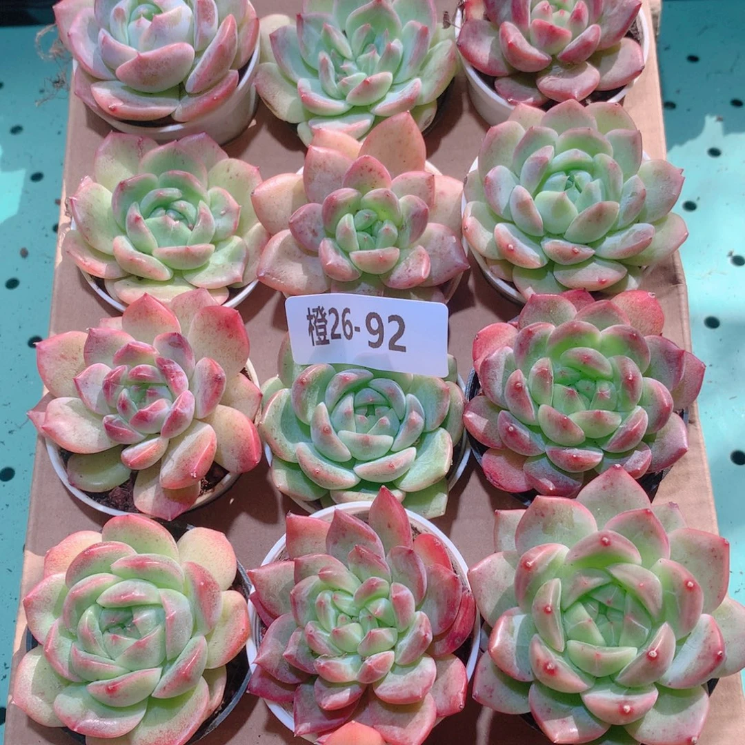 26-92一物一拍多肉带盆18颗