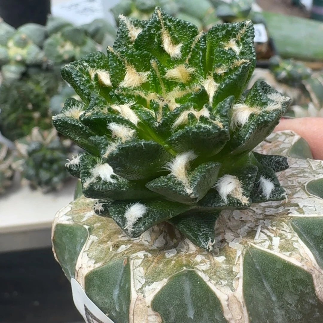 【闪购商品】无花朵浮*?博士大尤黑564