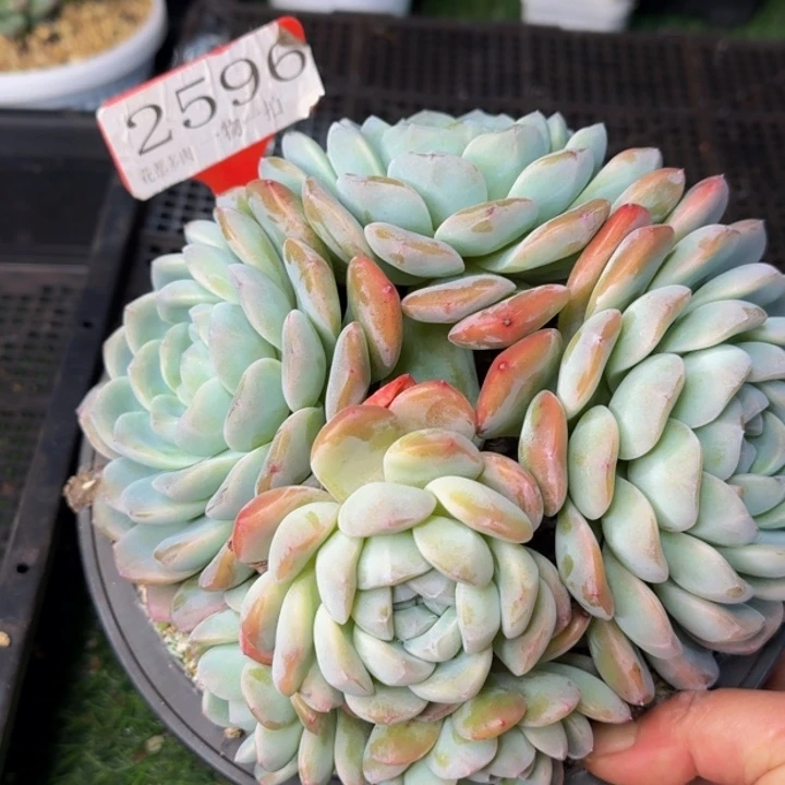 2596多肉植物一物一拍