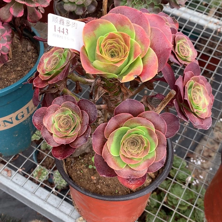 1443玫瑰多肉植物特价