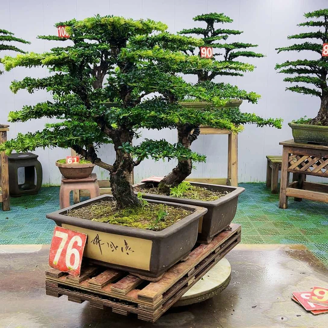 完全开放罗汉松盆景艺术