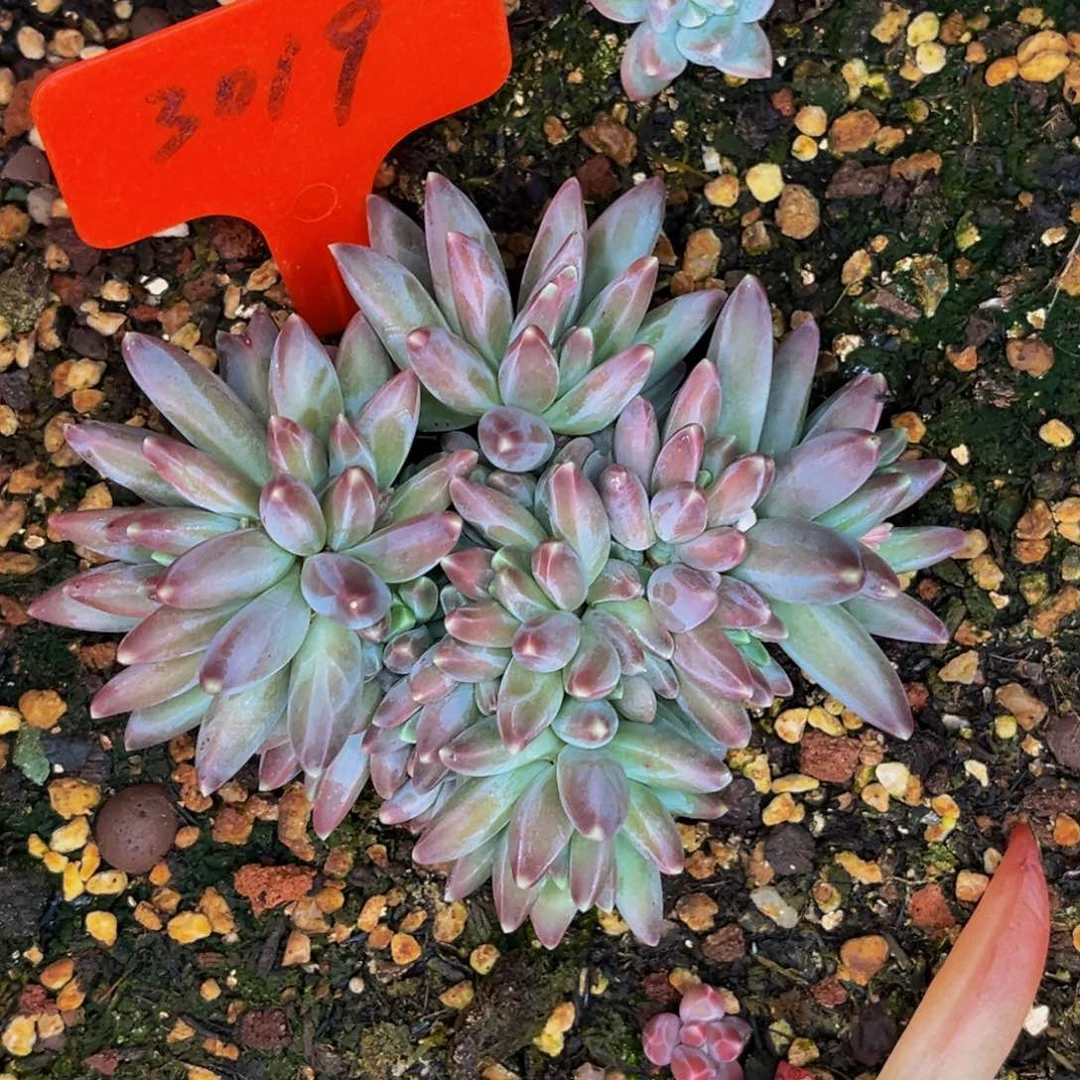 芬*3019号晚上多肉植物群生