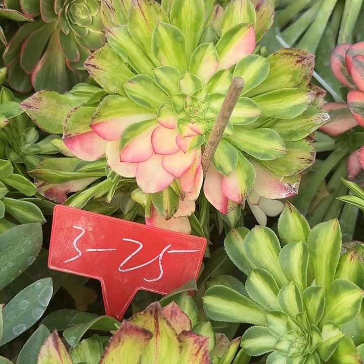 阿*3-25知否多肉法师