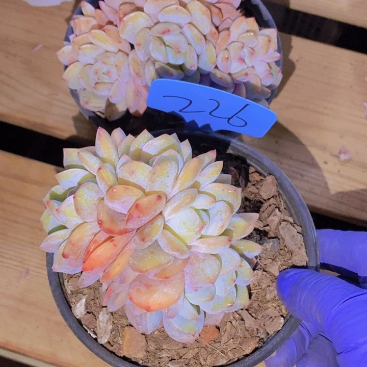 这么久不给个回应啊