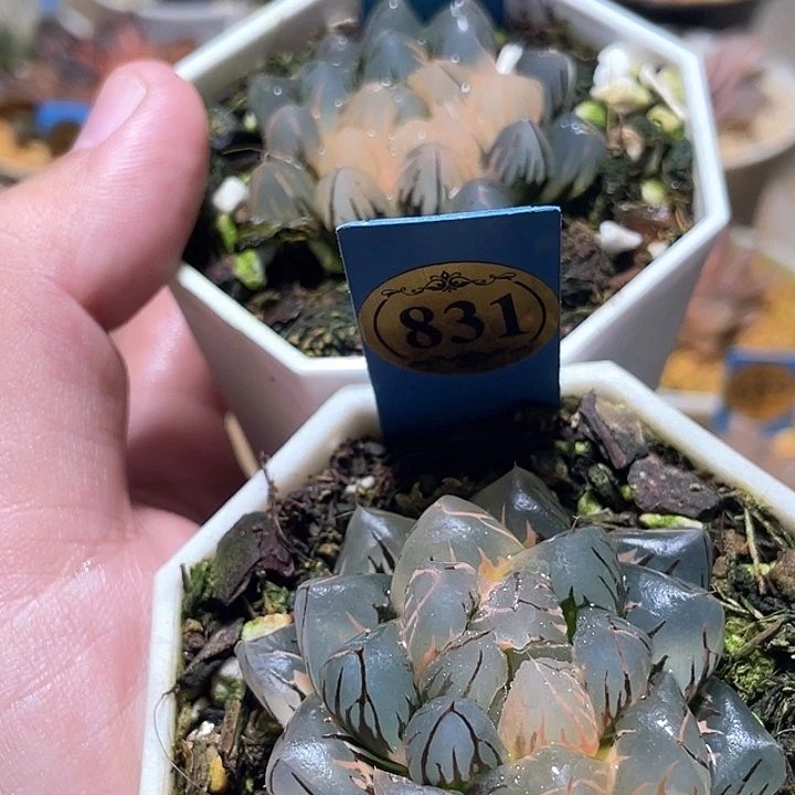 ****岁827➕831两个一起发货一物