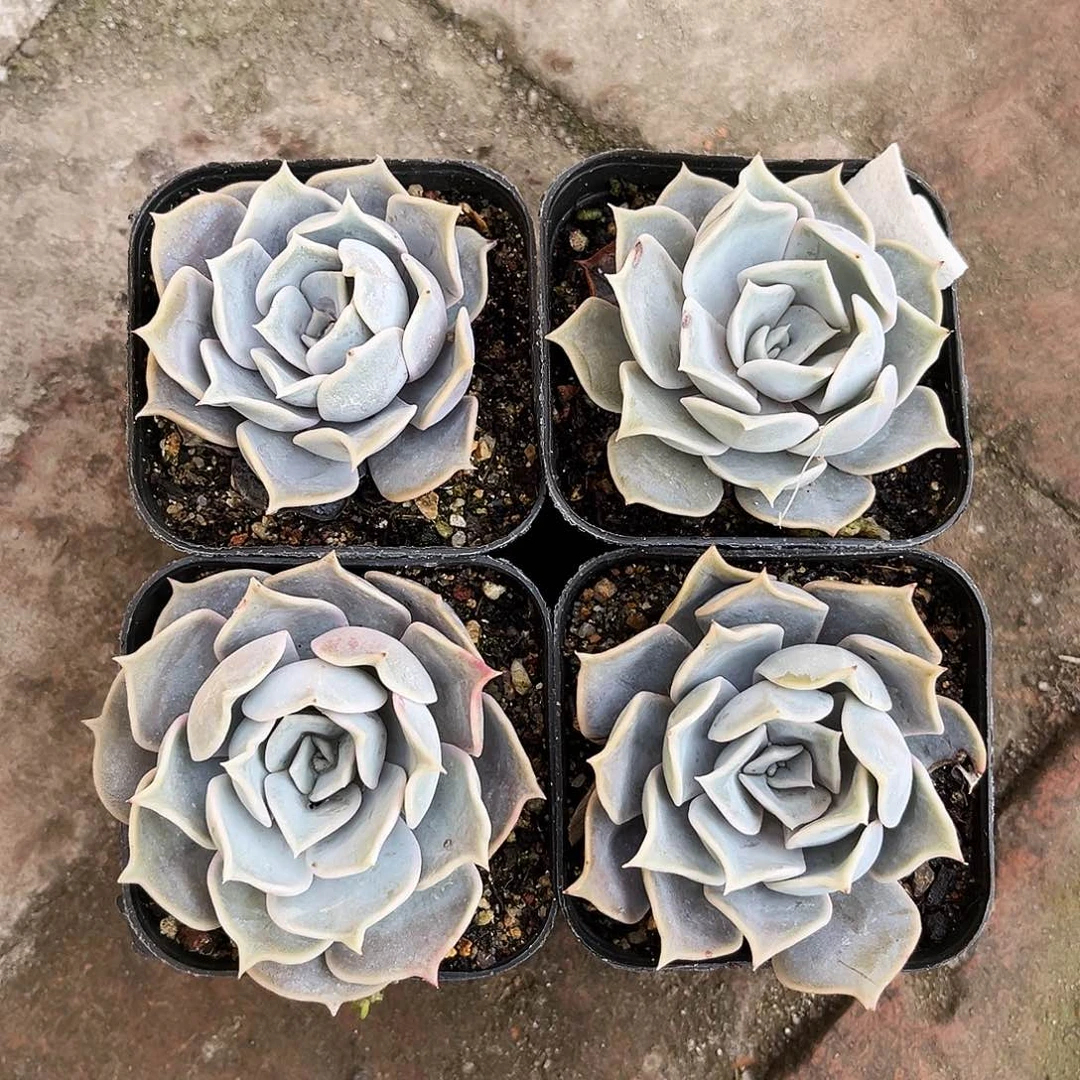 妮***92.232.321.416健健康康快快乐乐