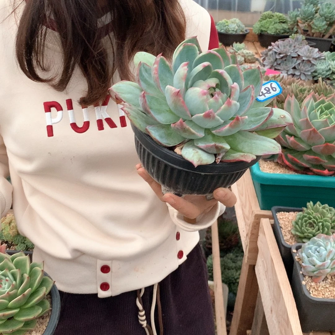 486惊鸿一物一拍多肉