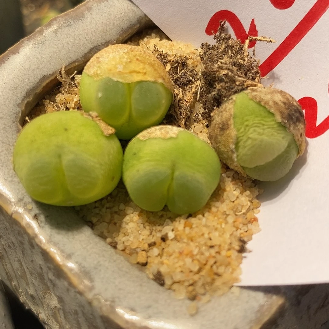 2810大年份拉登一颗