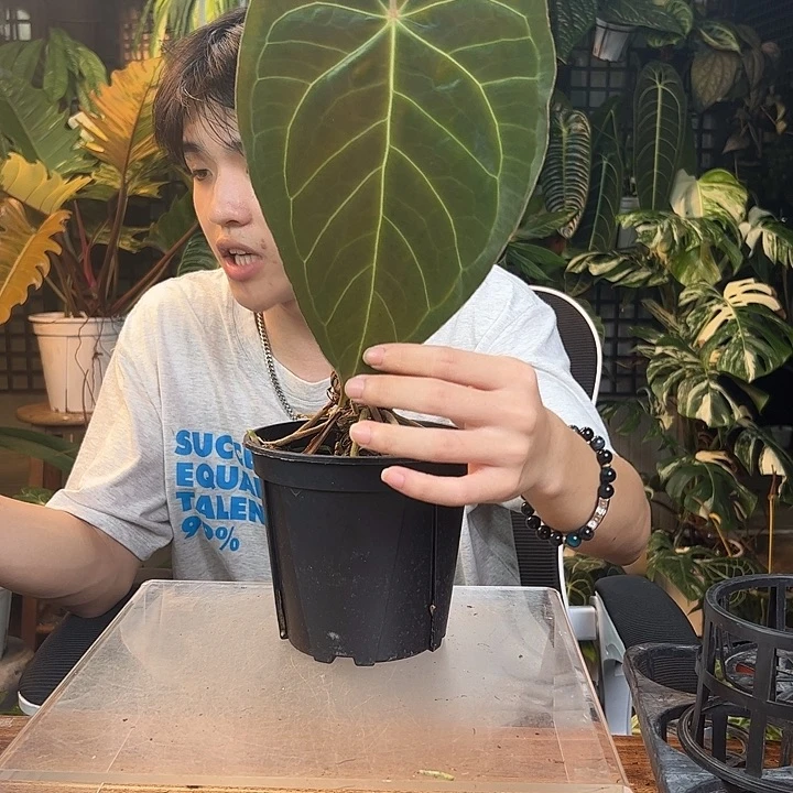 会***豚完全开放一物一拍Q156