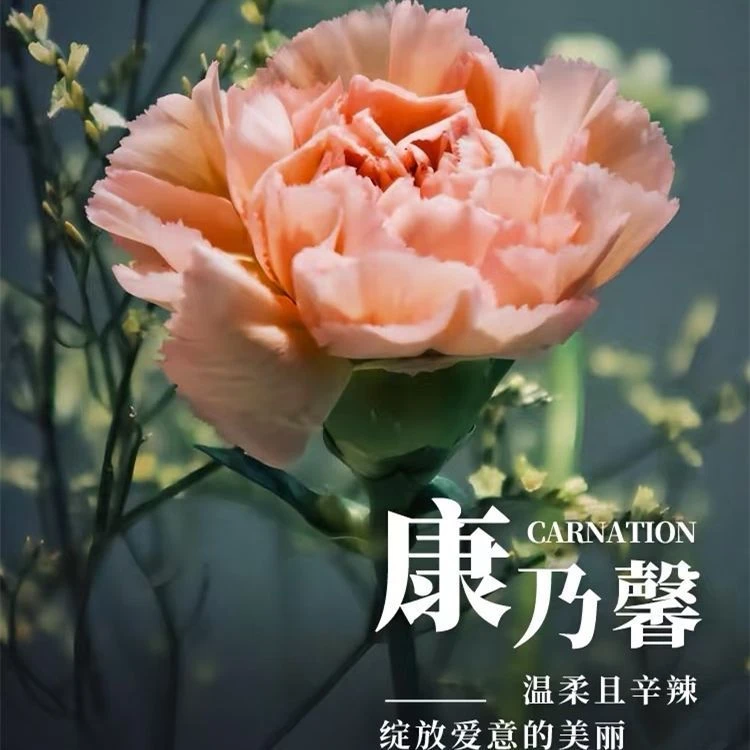 【康乃馨种子】耐寒抗晒可做切花种植简单新手好种活新鲜