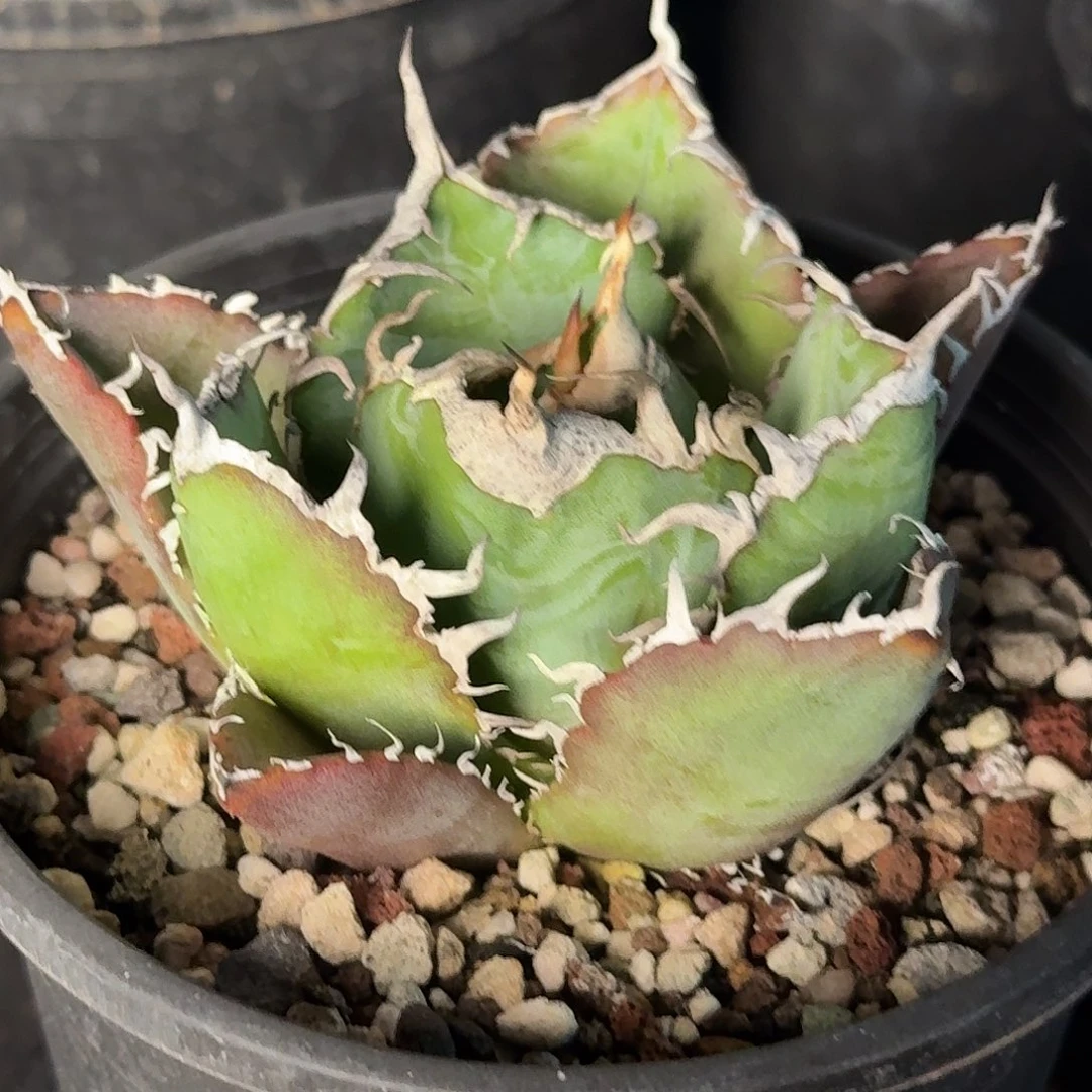 无花朵龙舌兰仁王冠白鲸