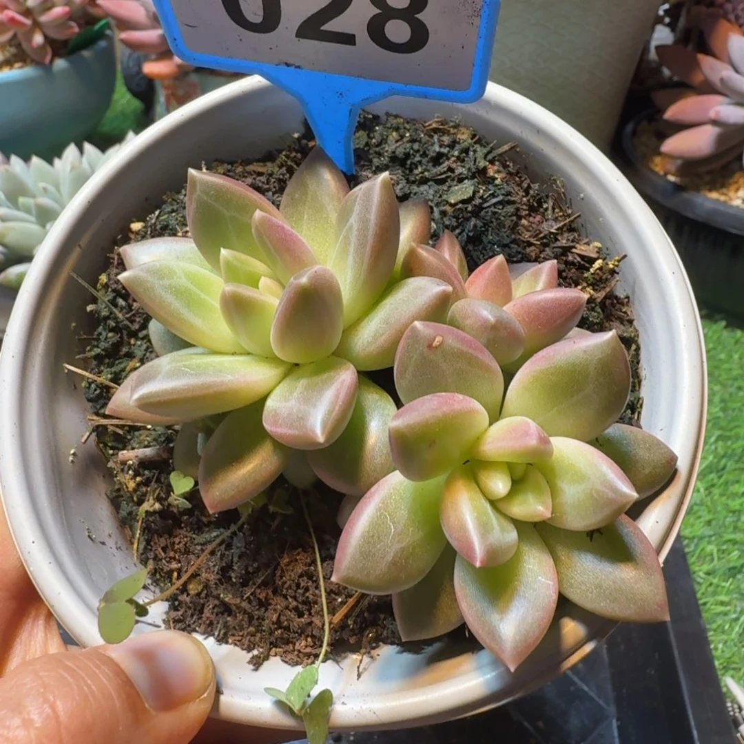 迷雾泡泡一物一拍028