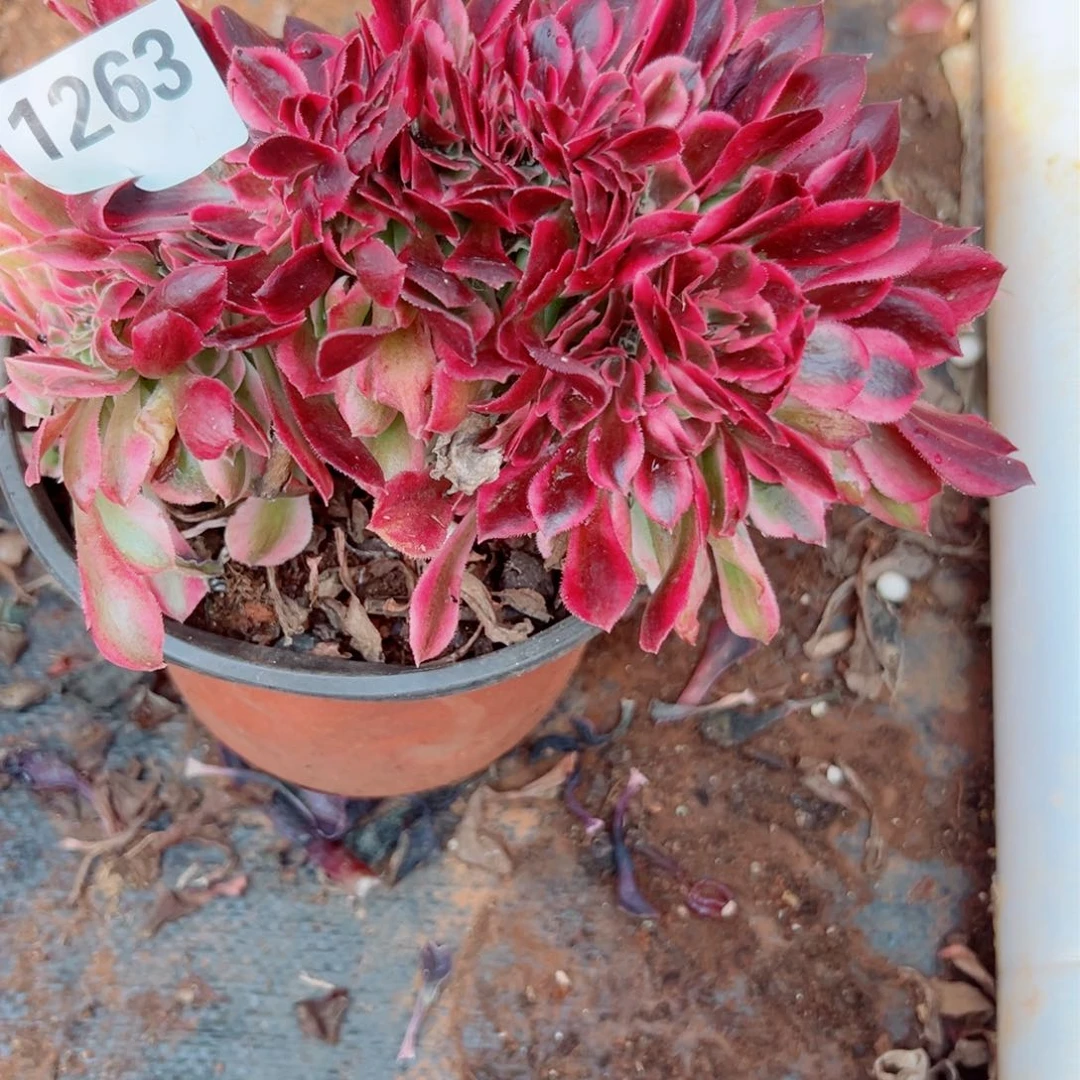 我1263 号多肉法师新年特价粉公主