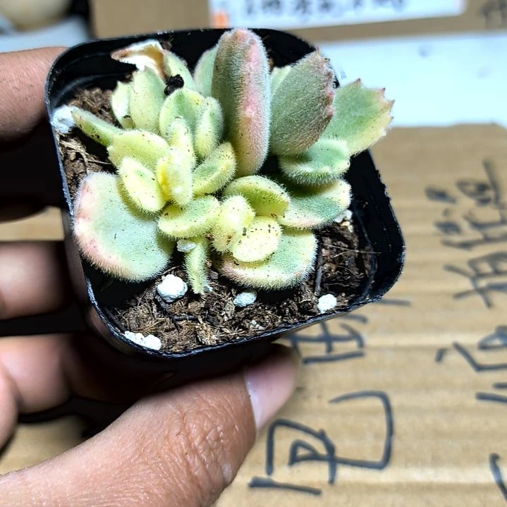 满6元包邮，胭脂熊方盆