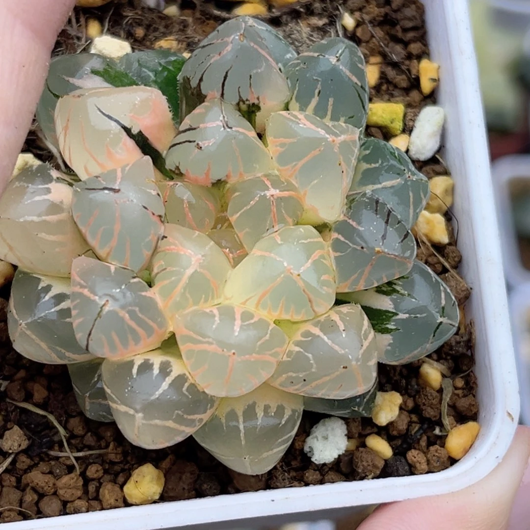 v***e594糊斑趋势红太阳玉露锦福利专场