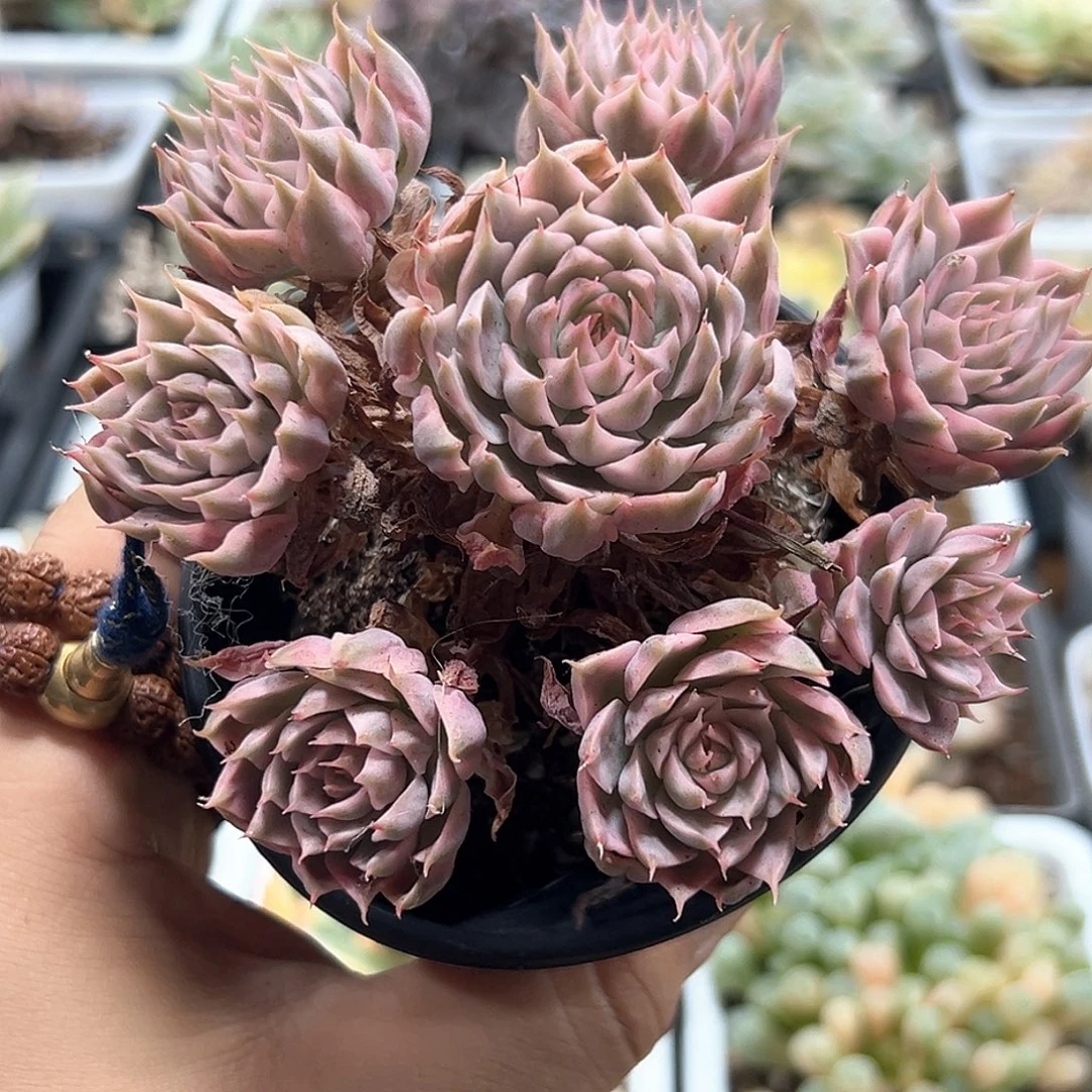 玛格丽特锦 小方花圃一单包邮非偏远