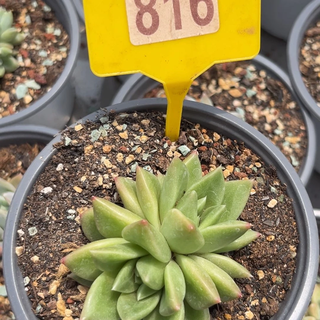 宽叶布丁多肉植物816