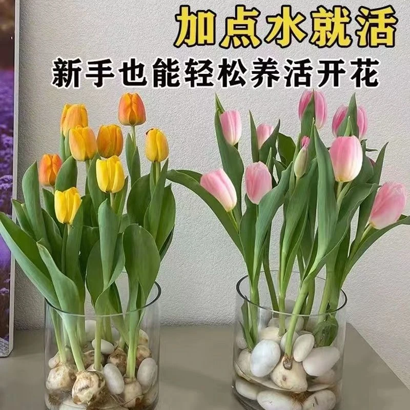 【耐寒】水土培郁金香四季开花盆栽花卉植物客厅绿植花卉大全好养活
