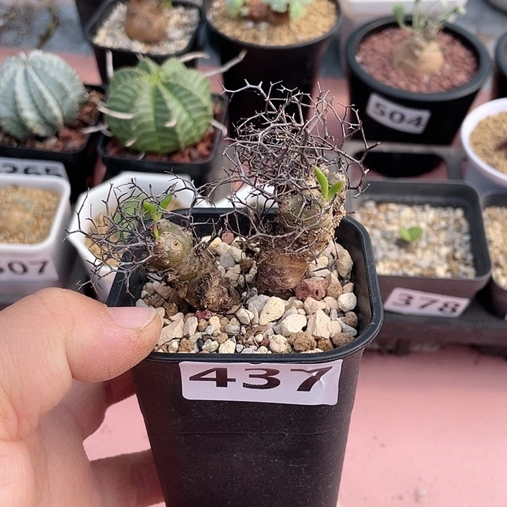 437产地钢丝球万物想