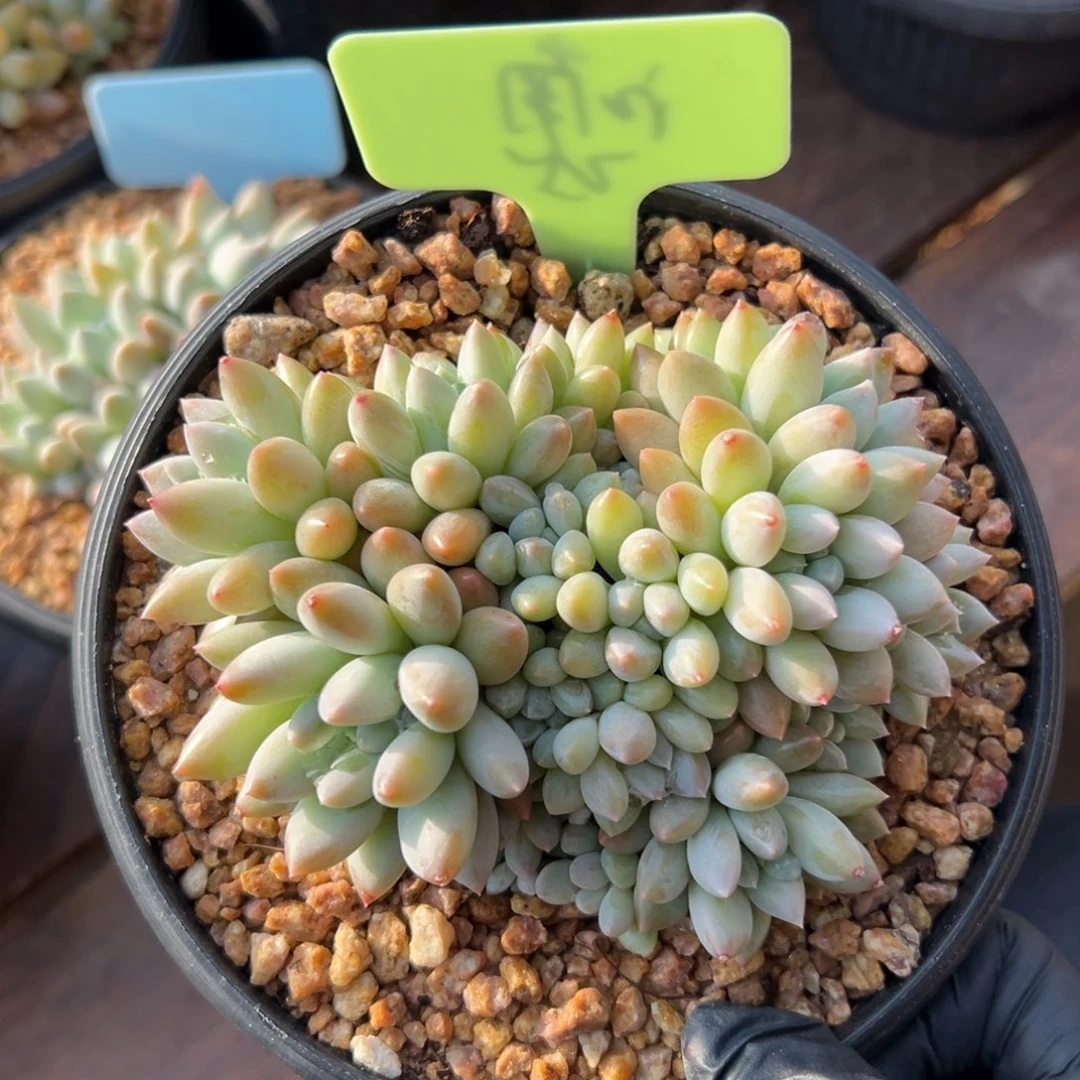 七彩奶糖1111111111111111