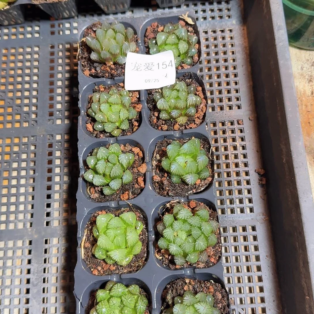 直播福利一物一拍154