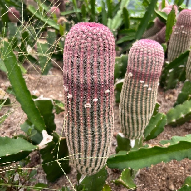超大号单头红太阳 仙人球夏型种绿植盆栽桌面阳台办公室摆件