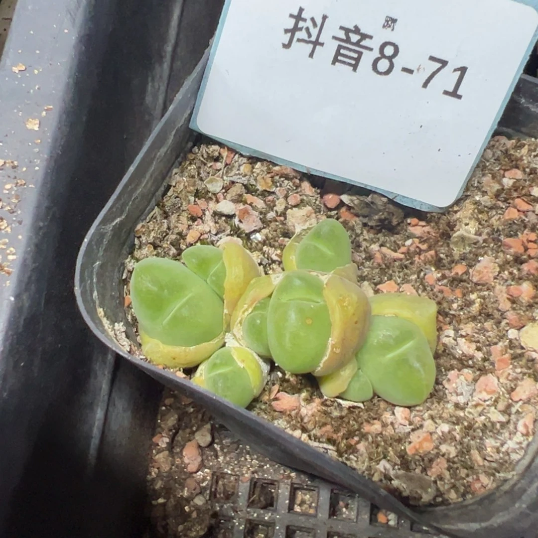 8-71肉锥多肉植物