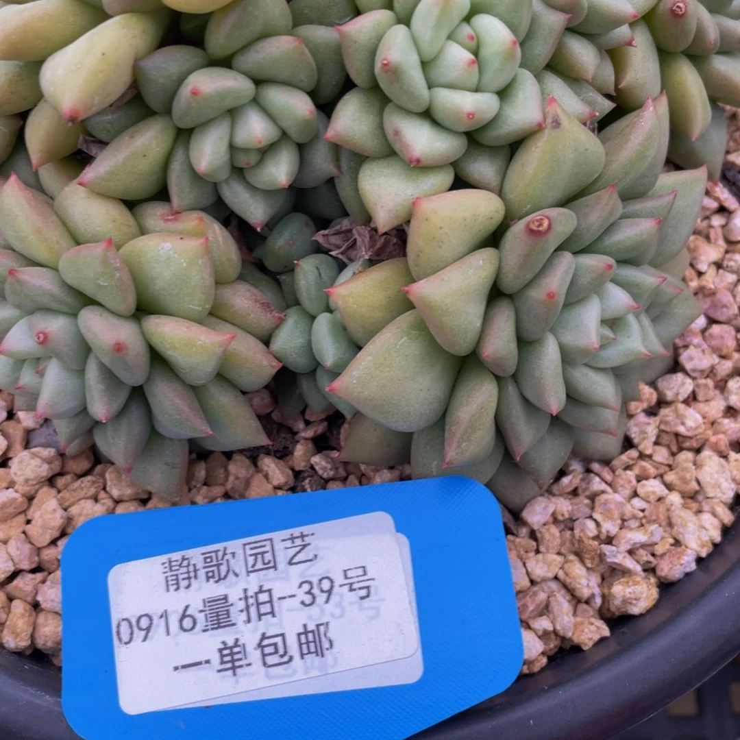 0916-39-黄金象牙捡漏一颗