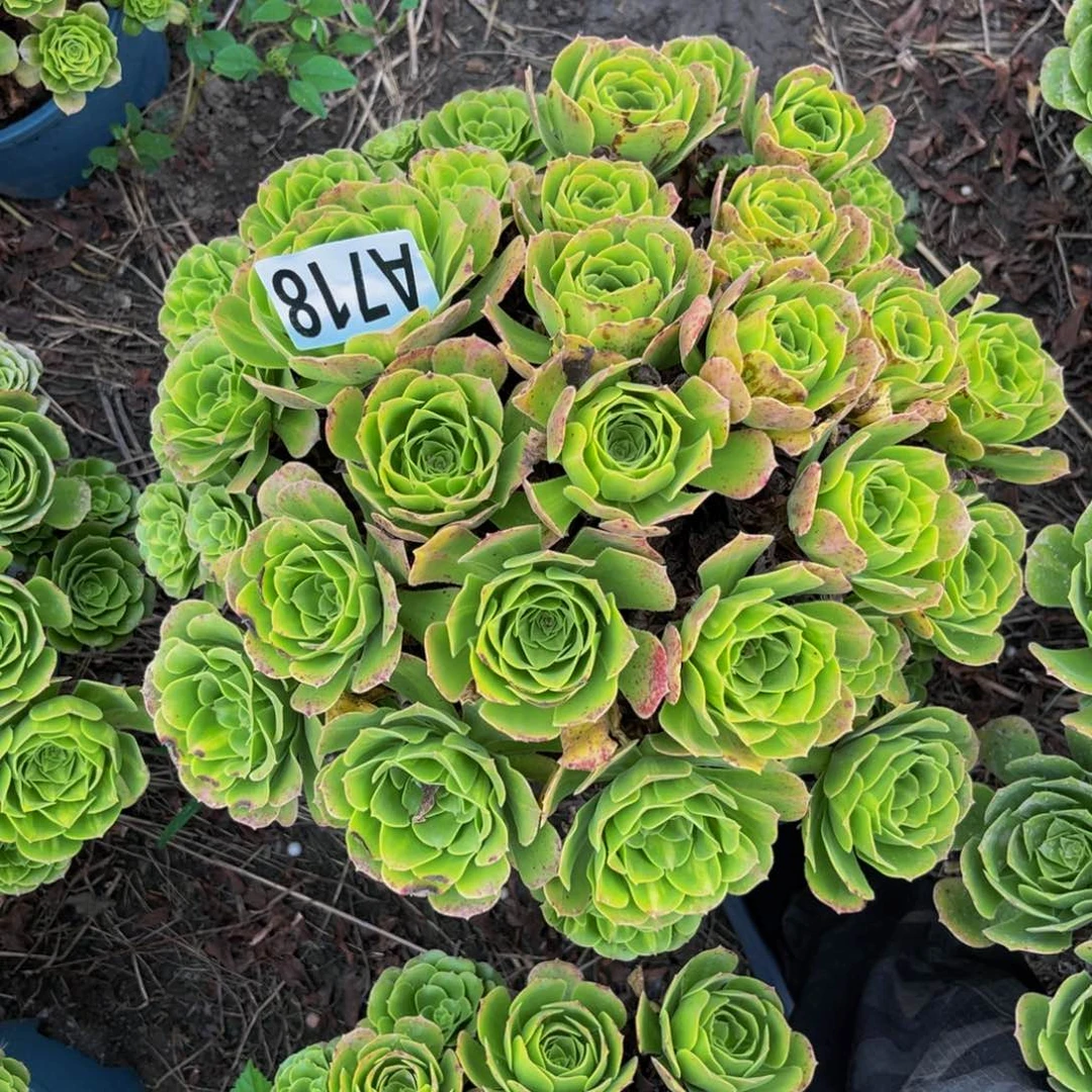 翡翠琉璃13////38包邮