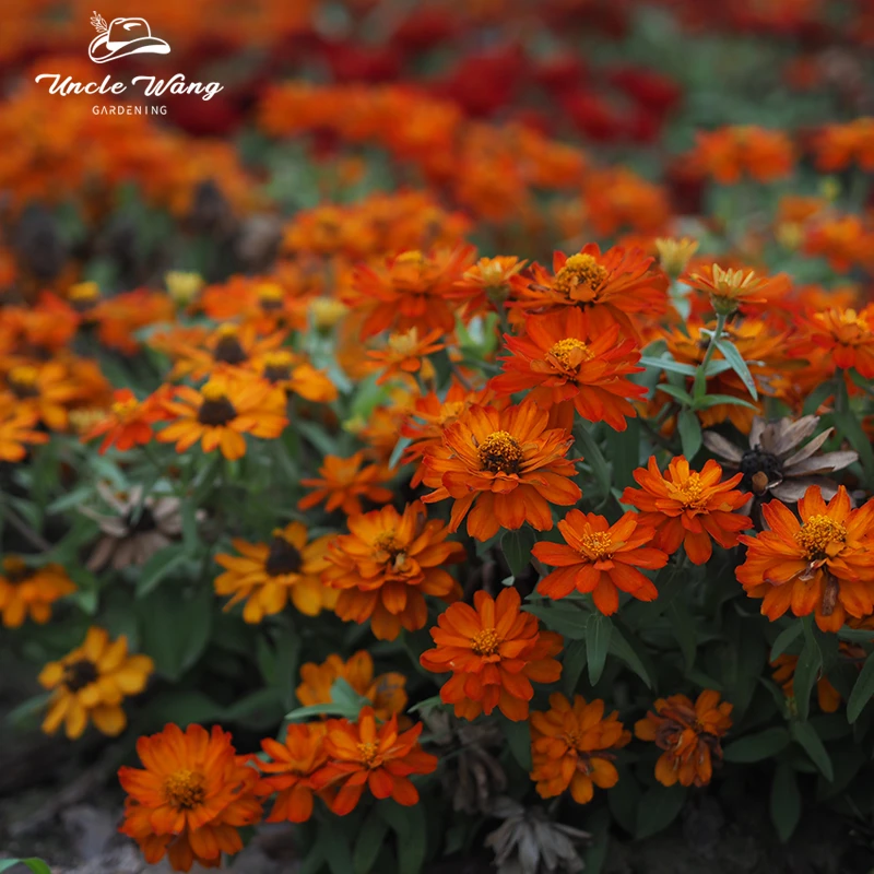 种花王大爷 英国乡村系列种子花境 4包入植物阳台庭院室内室外