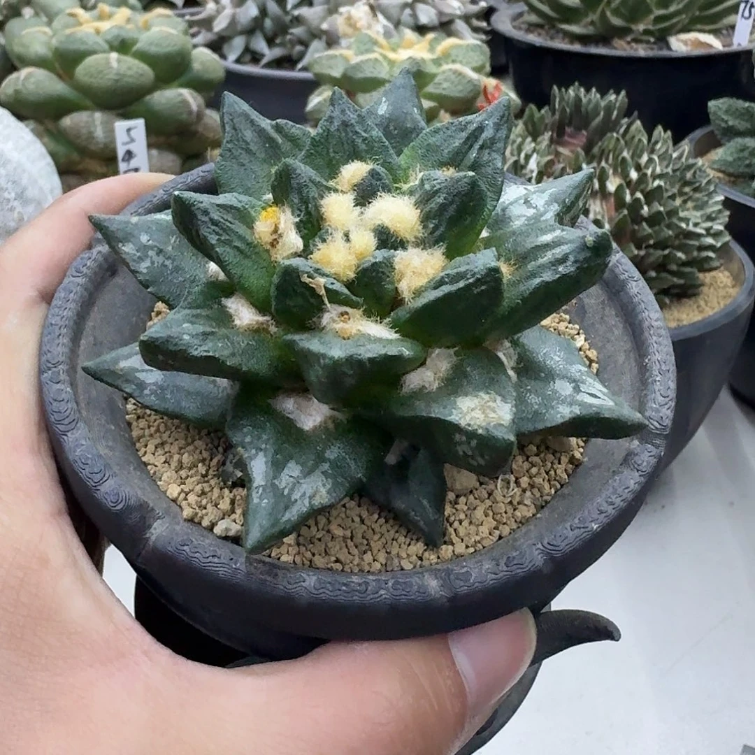 苗接自根龙角，暂未开根