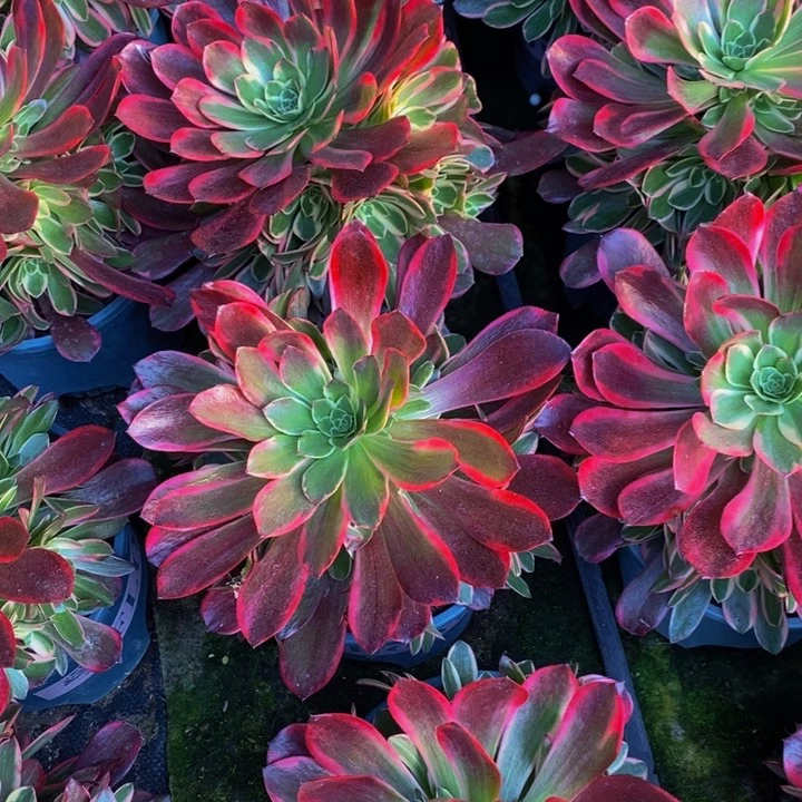 金丝雀一颗多肉植物