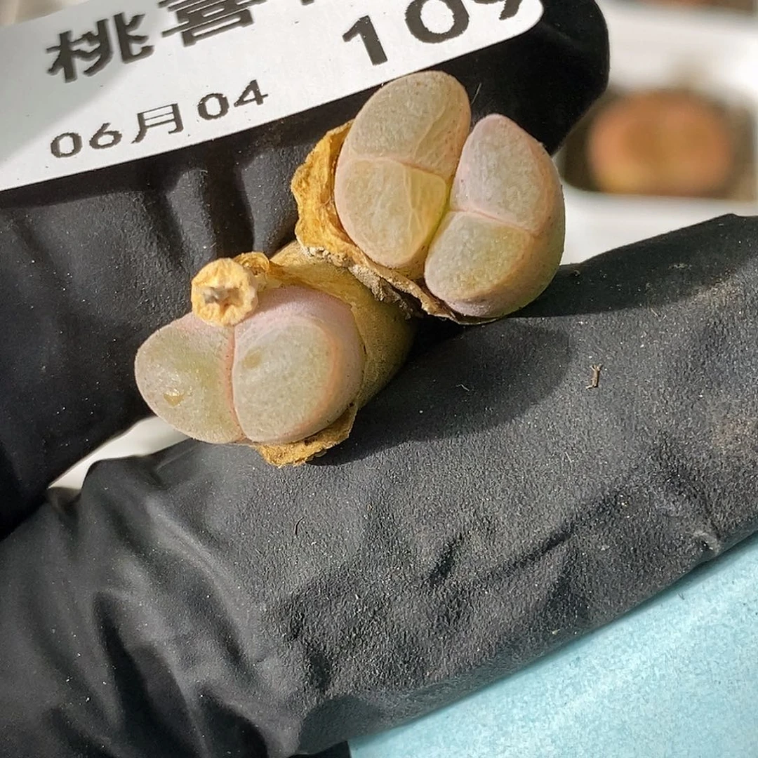 桃喜花园0604-109风铃晚间福利