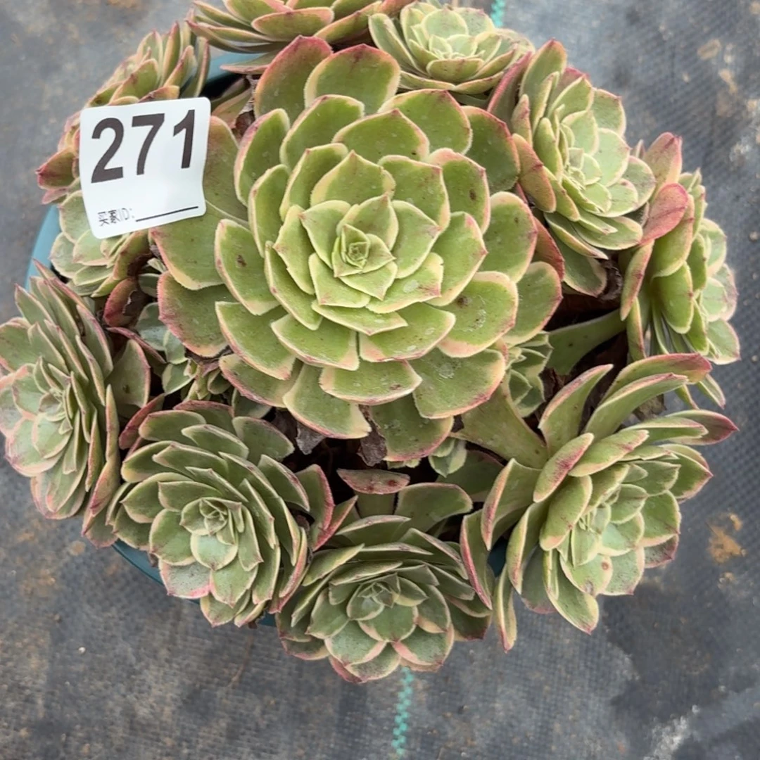 271粉花妖多肉植物