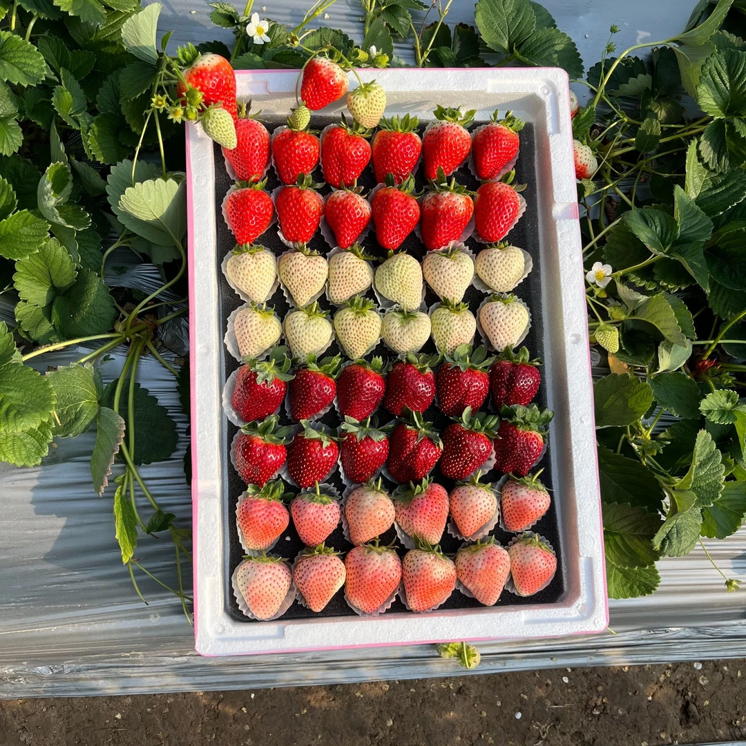 多巴胺彩色草莓淡雪白草莓粉玉红宝石黑珍珠四色草莓山姆同款250g
