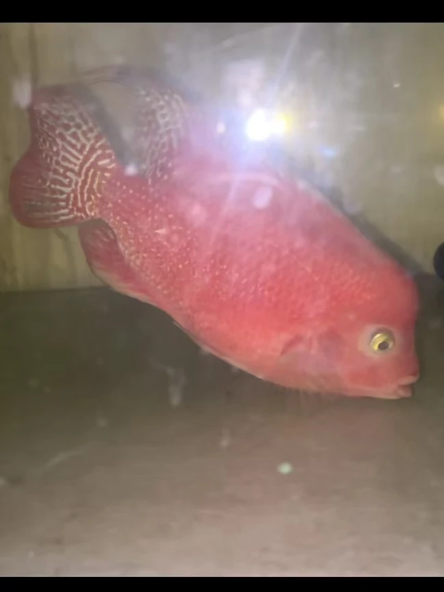 YT系古典苗，热带鱼观赏鱼