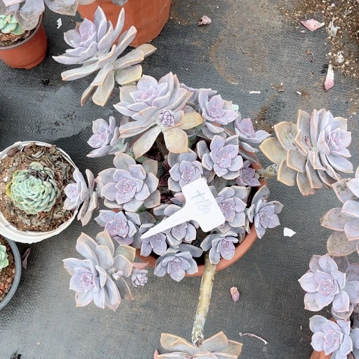 晨语多肉一物一拍+180