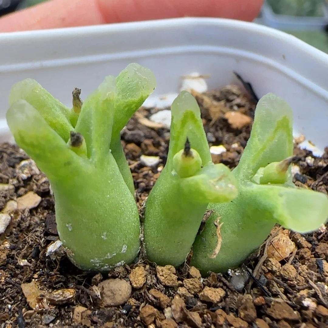 冰风铃多肉植物百科