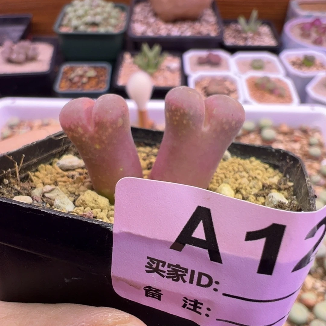 124号福利特特特特
