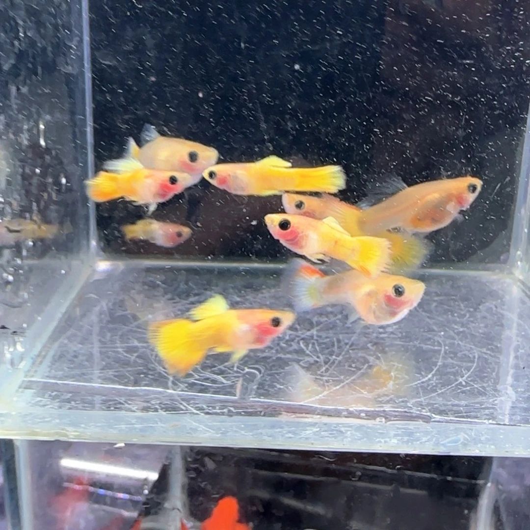 孔雀鱼玻璃猫10条