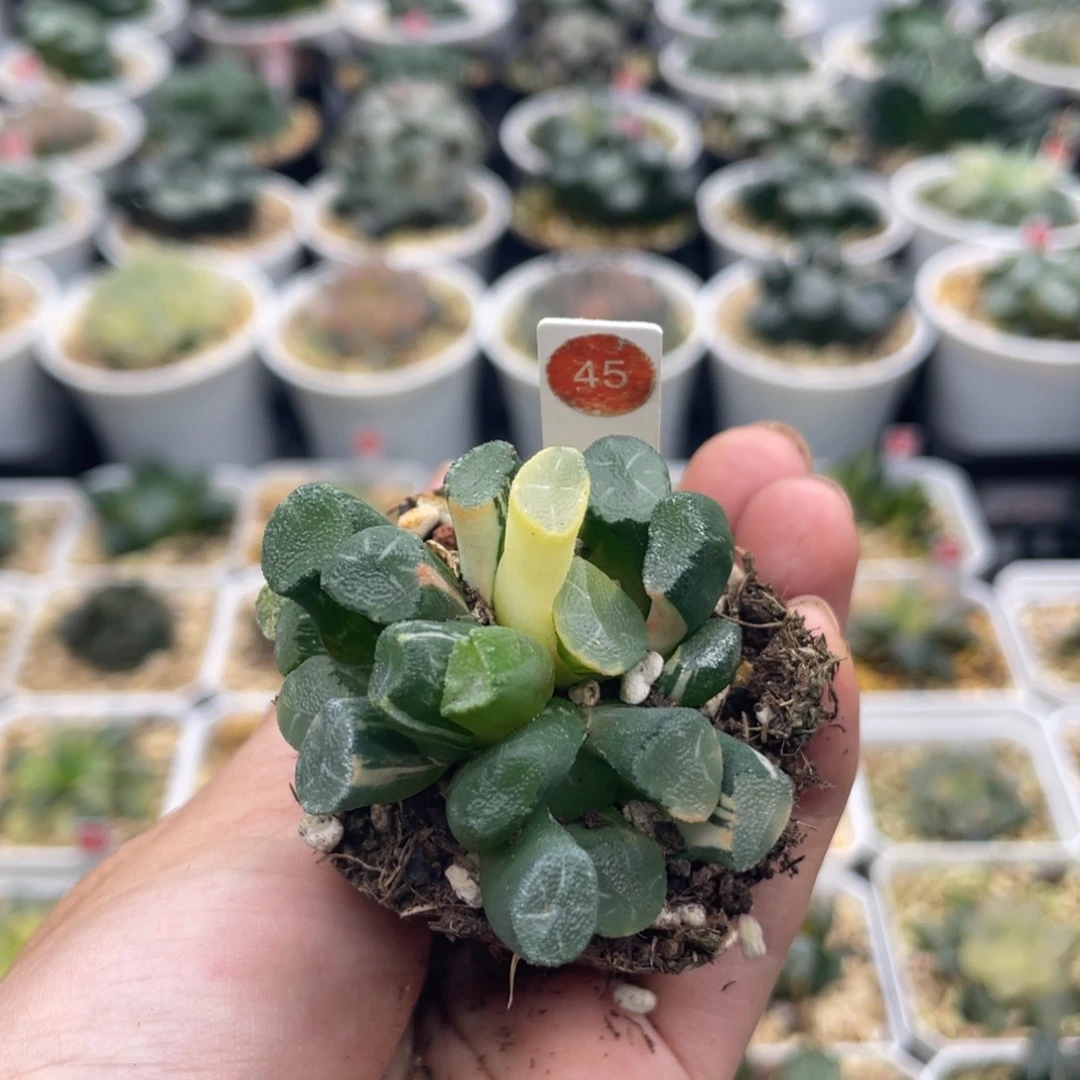 小蔡的菜园 45 穴盘脱土发货 满40包邮