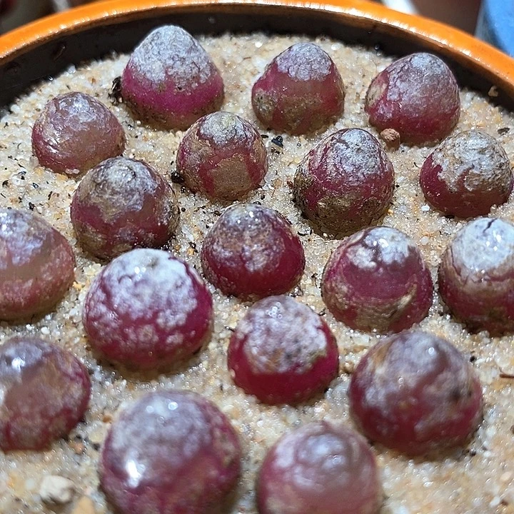 单头灯泡一颗       1厘米