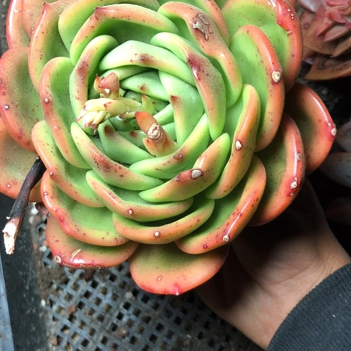 刘*625////////////////////