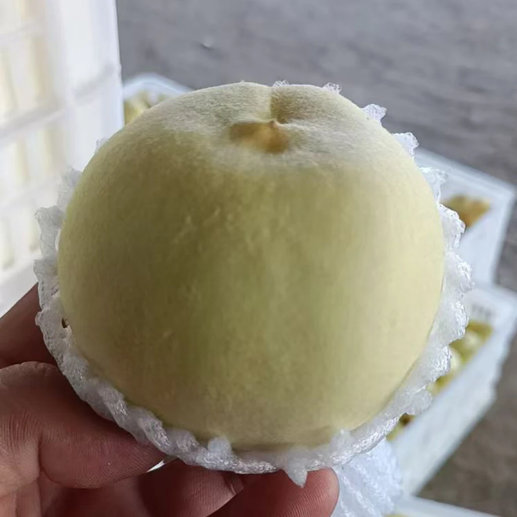 顺丰包邮白桃映霜红雪桃新鲜水果现摘现发当季大奶油白桃脆甜桃子